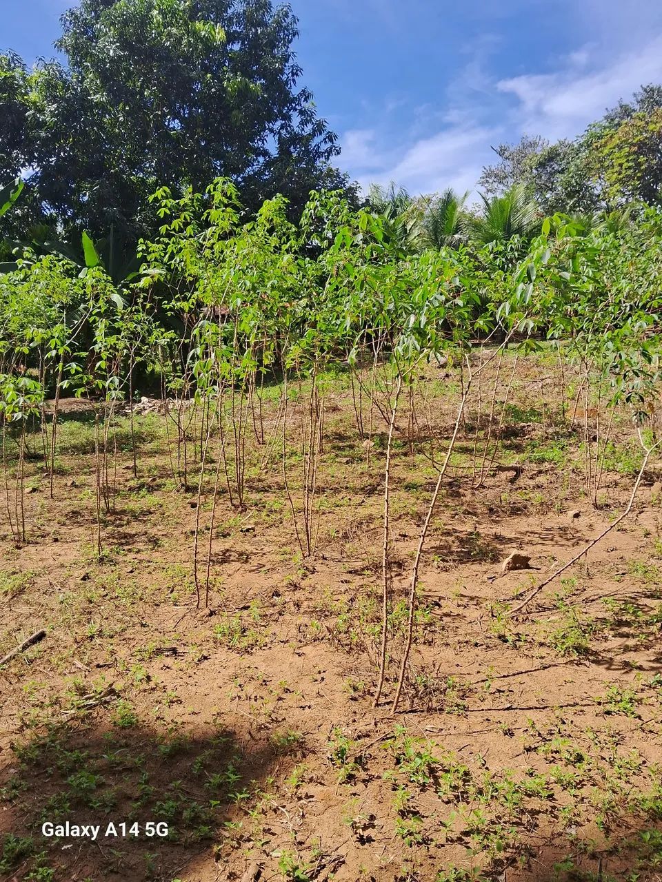 Vende se chacara na beira do rio
