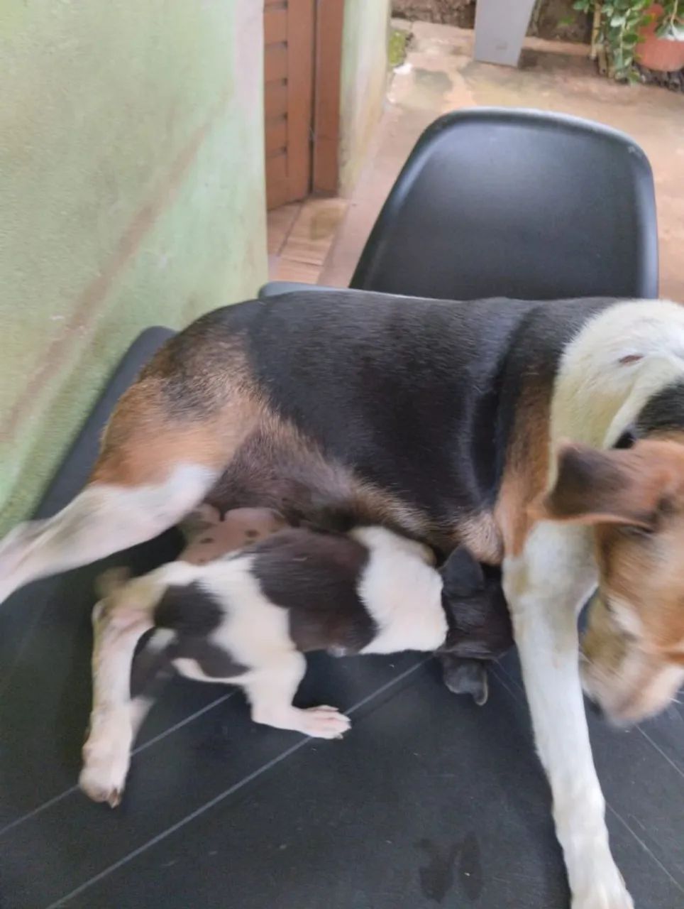 Fox Paulistinha 