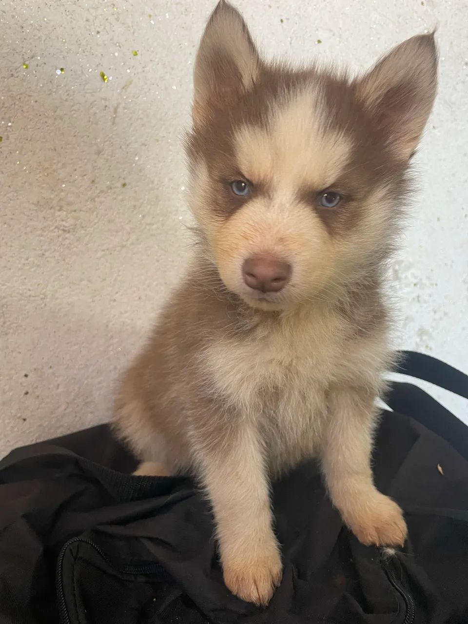 HUSKY  800$ - Foto 2