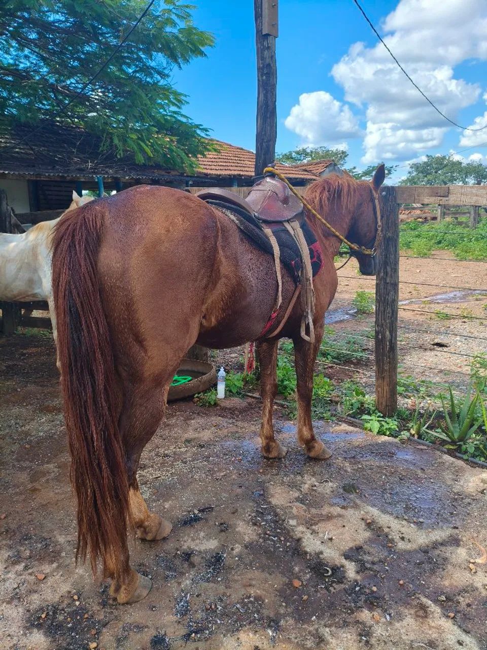 Cavalo QM porte alto e forte  - Foto 3