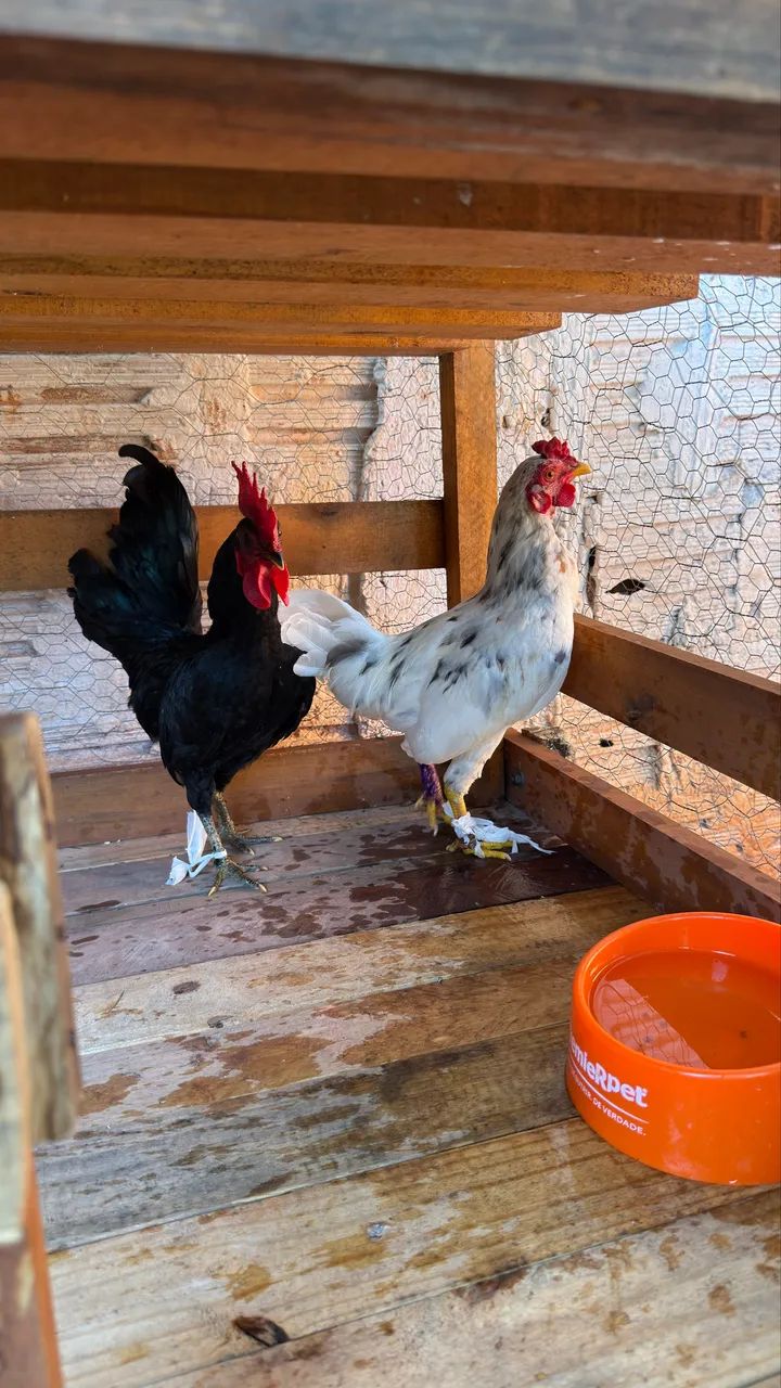 Galizé macho 