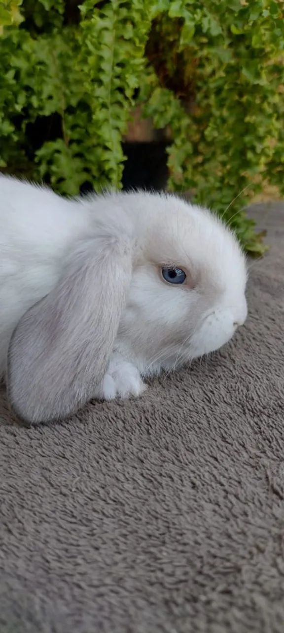 Mini Lop Uruguaio  - Foto 5