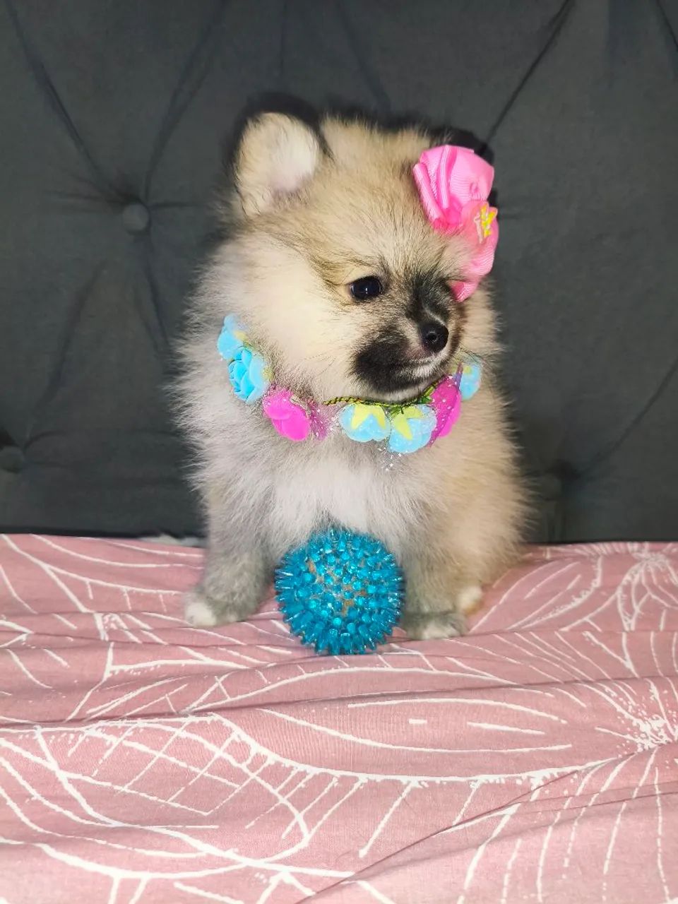 Spitz E shitzu Promoção dia das mães  - Foto 4