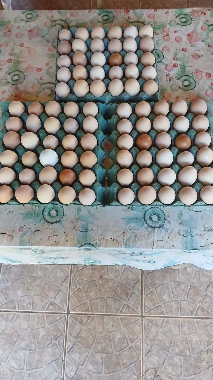 Ovos de Galinhas Caipira