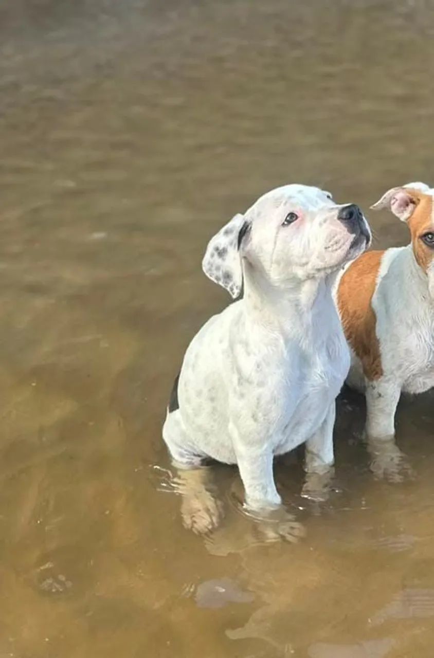 Filhote de Pit Bull ligitimo - Foto 3