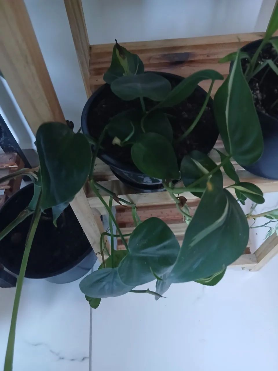Plantas - Foto 4