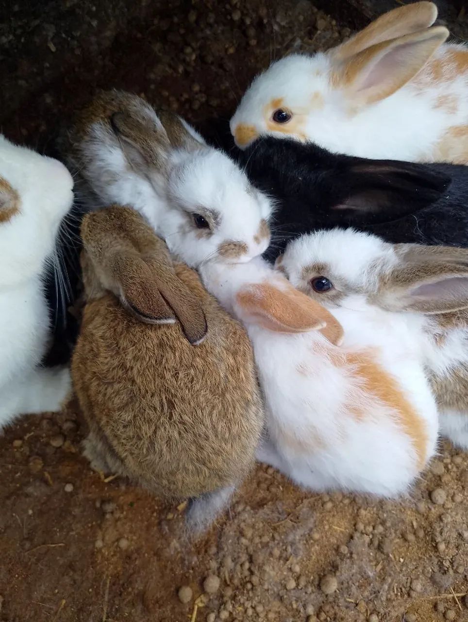 Coelhos  - Foto 2