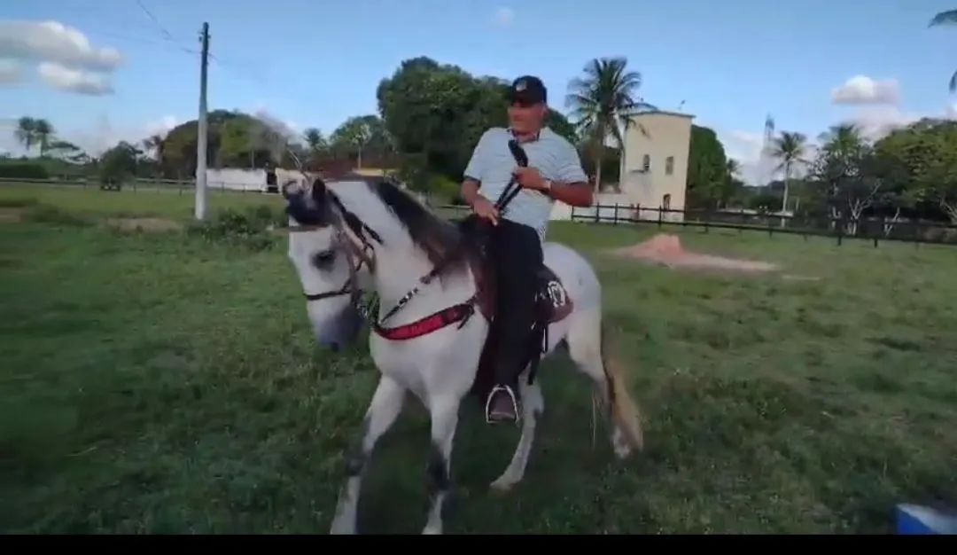 Cavalo mangalarga 