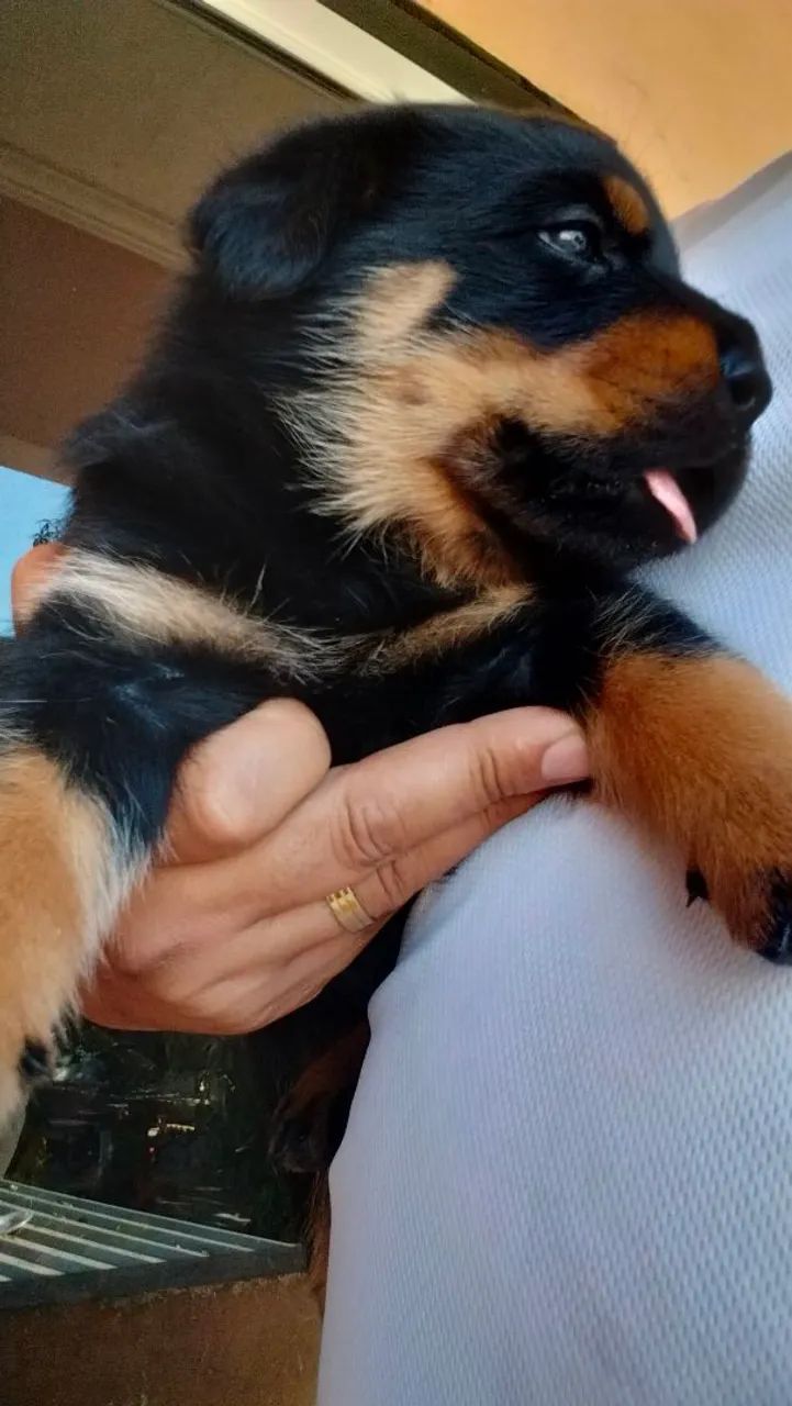 Rottweiler 