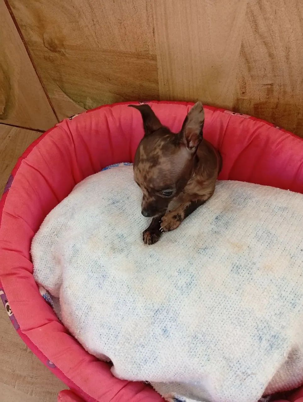Pinscher Micro - Foto 3