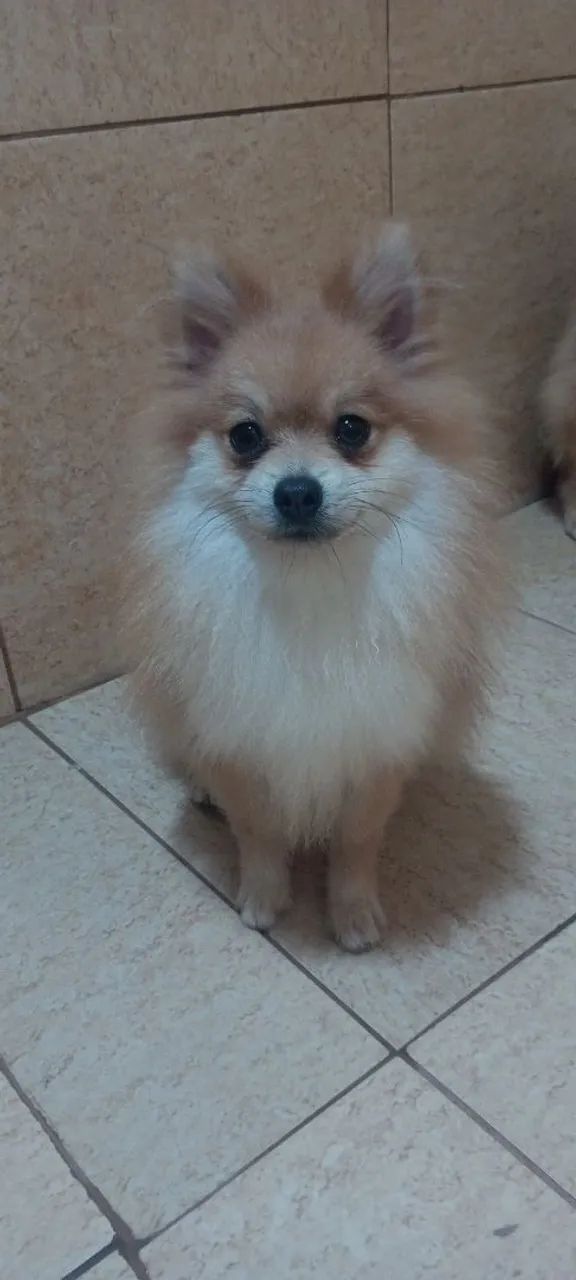 Vende-se  - Foto 3