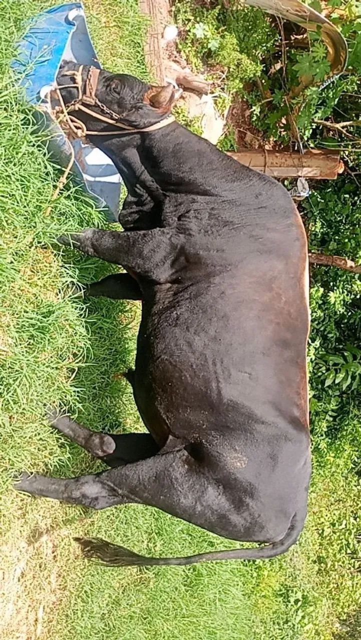 Touro mestiço jeyci e uma linda novilha gir - Foto 5