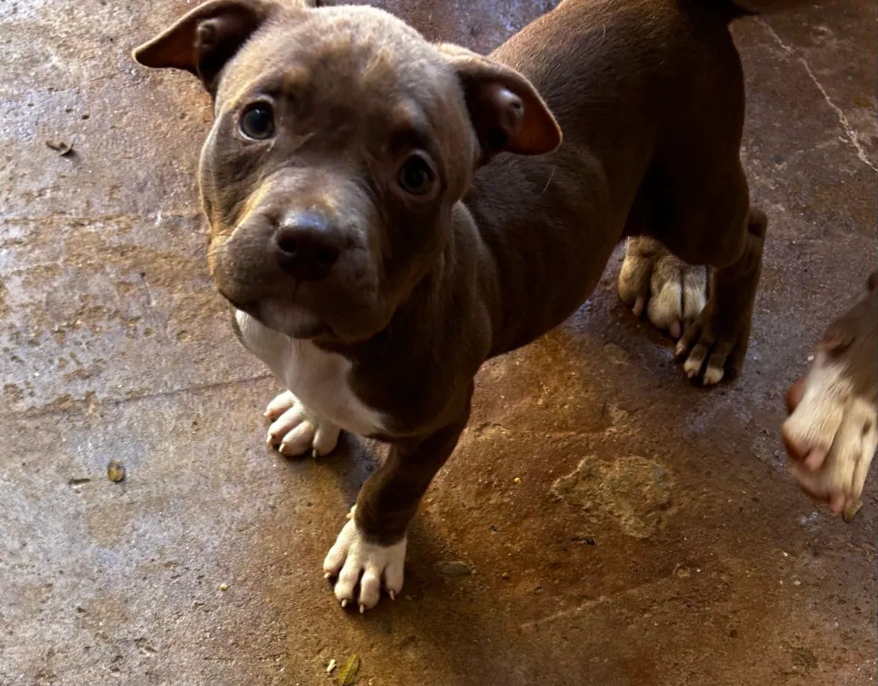 Cachorro Pitbull  - Foto 3