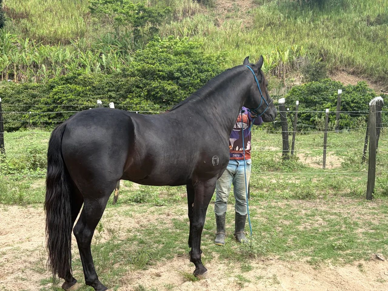 Cavalo mangalarga marchador registrado 