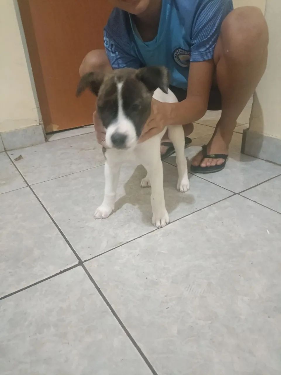 American staffordshire terrier 