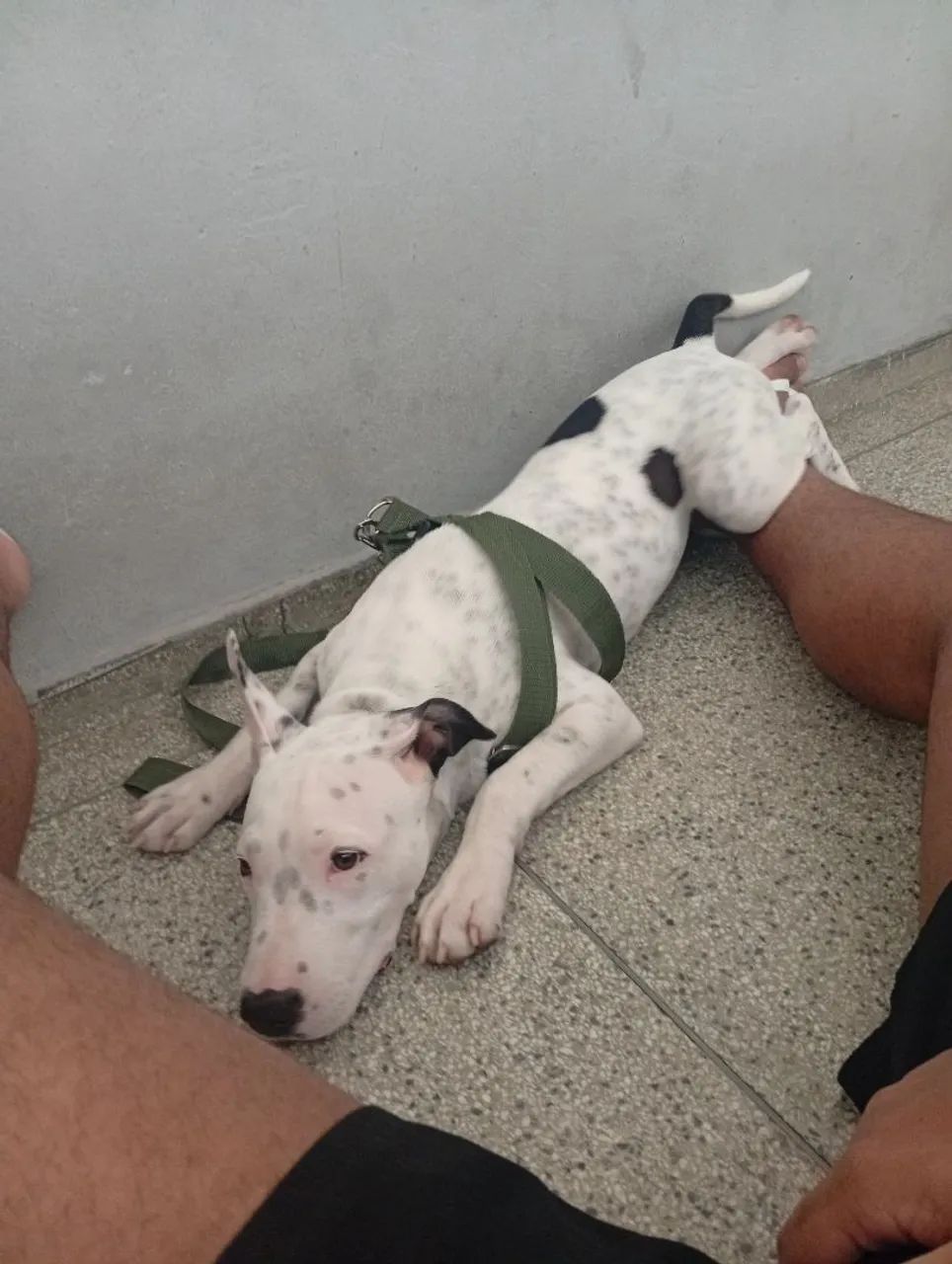 Adoção pit bull  - Foto 4