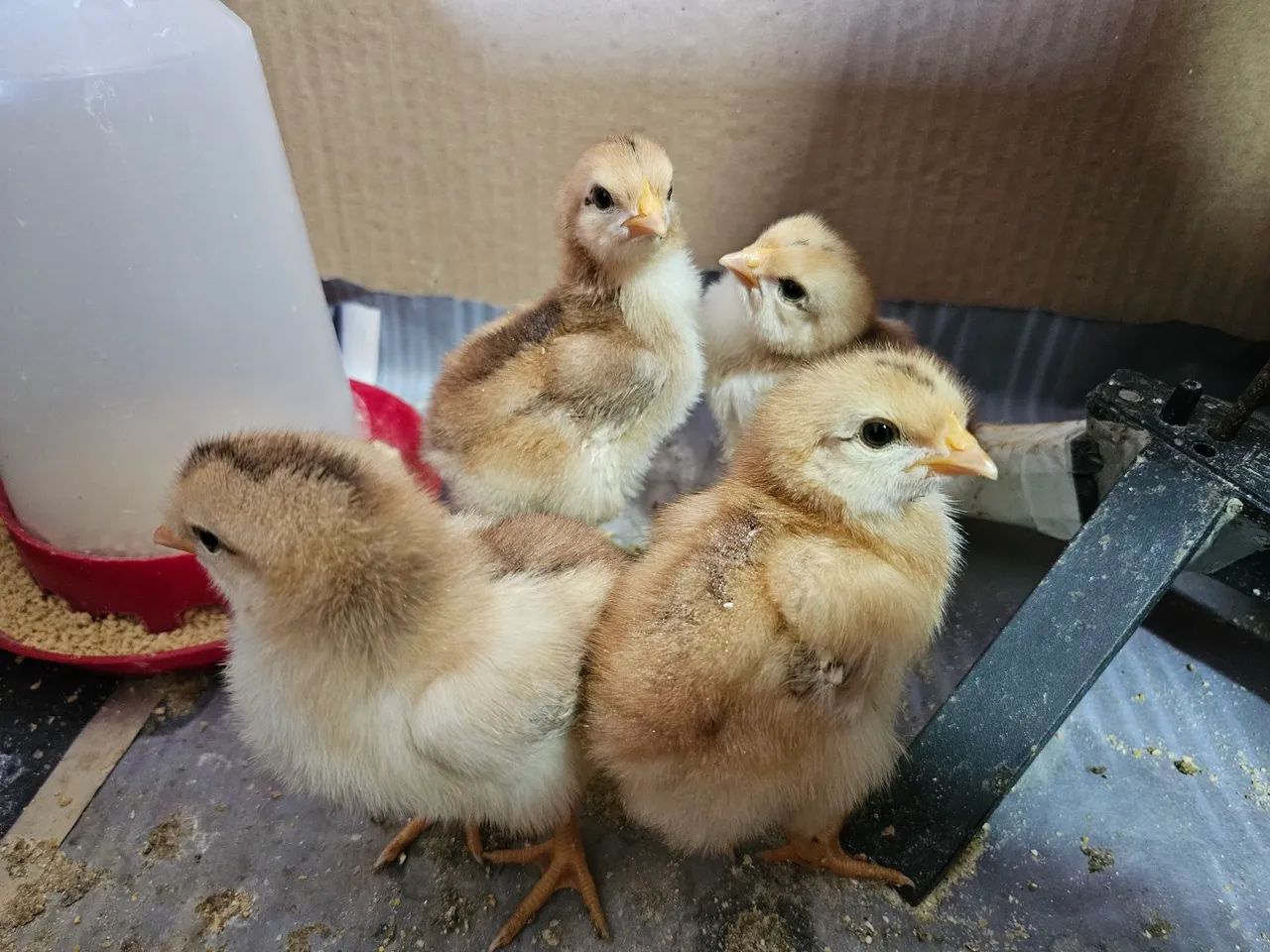 Pintinhos