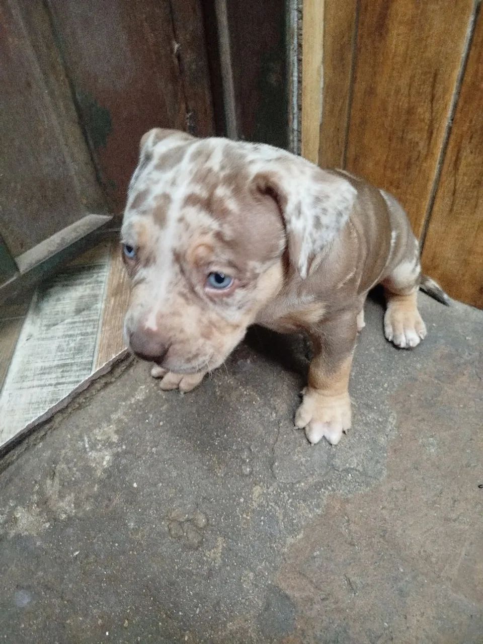 Pitmonster  - Foto 2