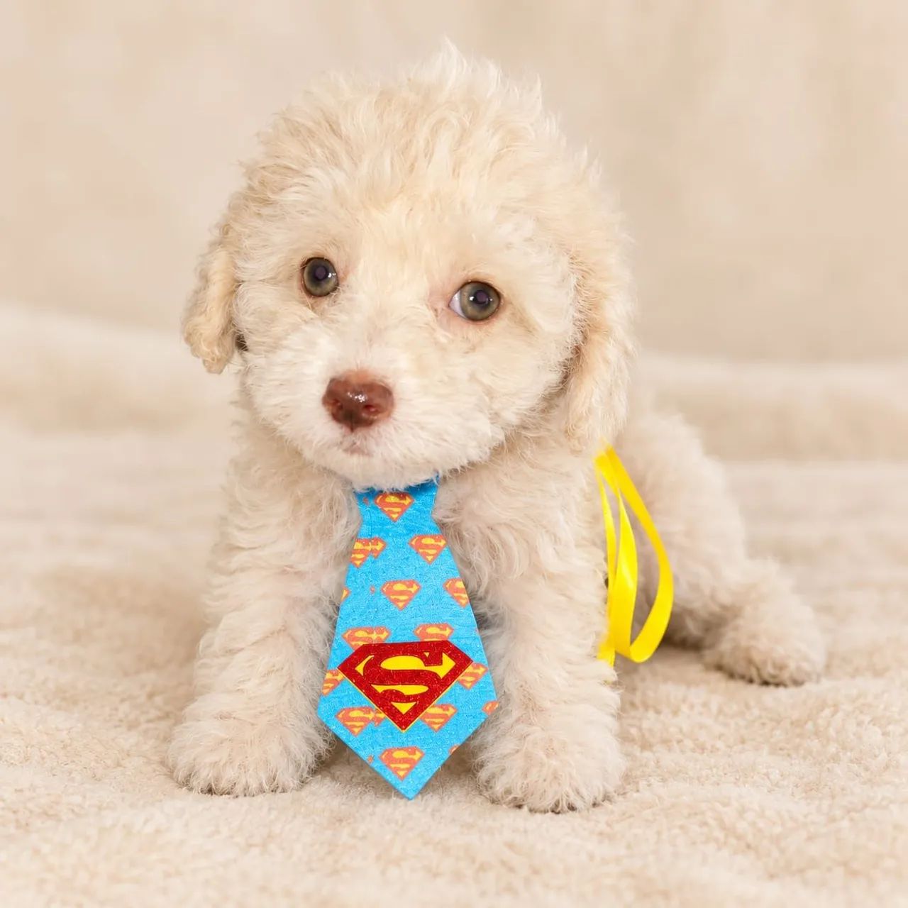 Poodle Toy Macho disponíveis  - Foto 4