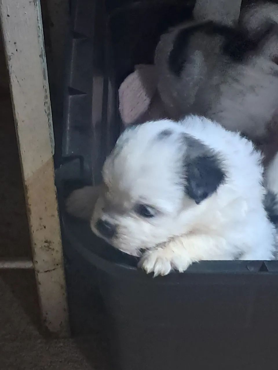 Cachorro macho shitzy