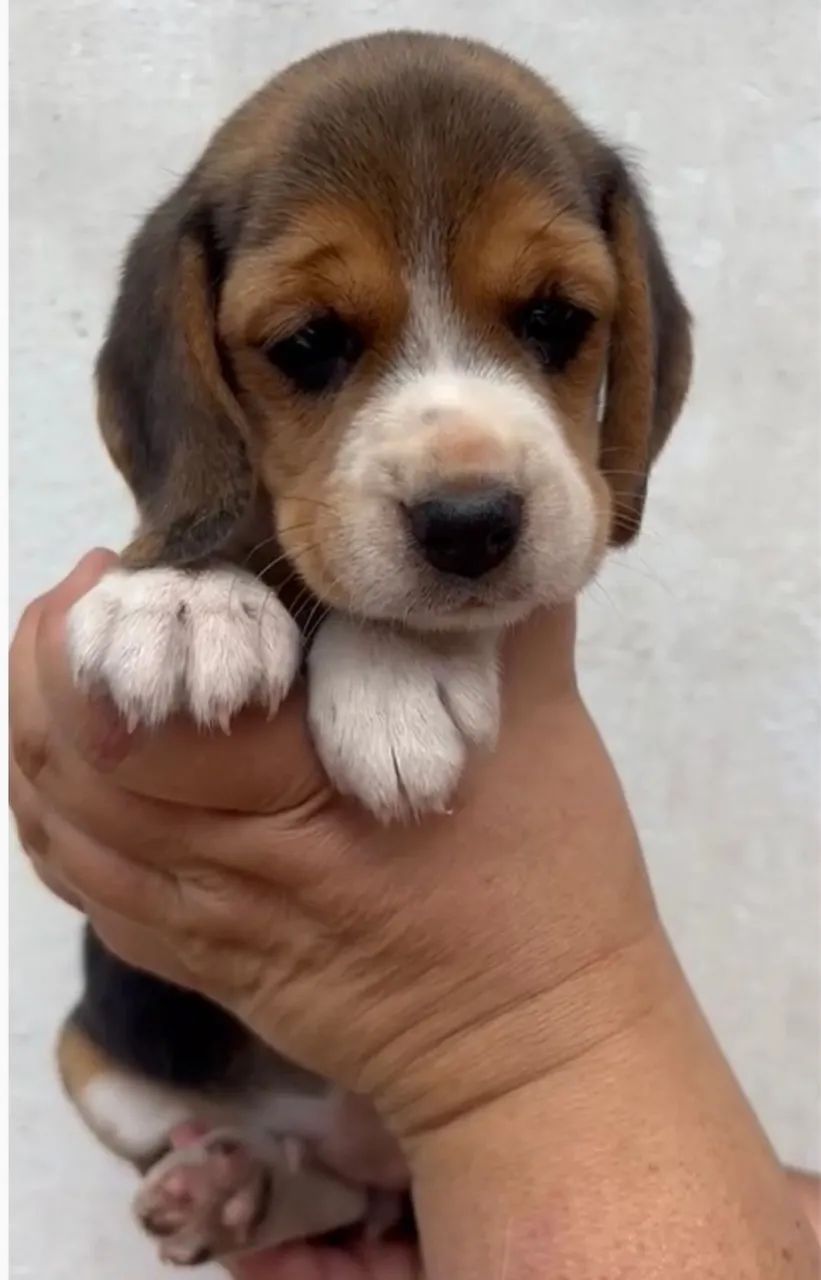 Beagle entregamos  - Foto 2