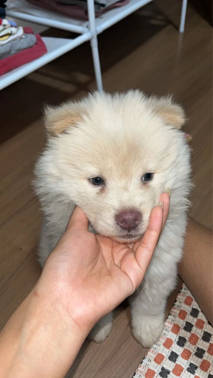 Cachorro  - Foto 2