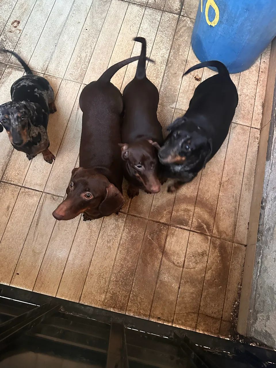 Cachorros salsichas  - Foto 3