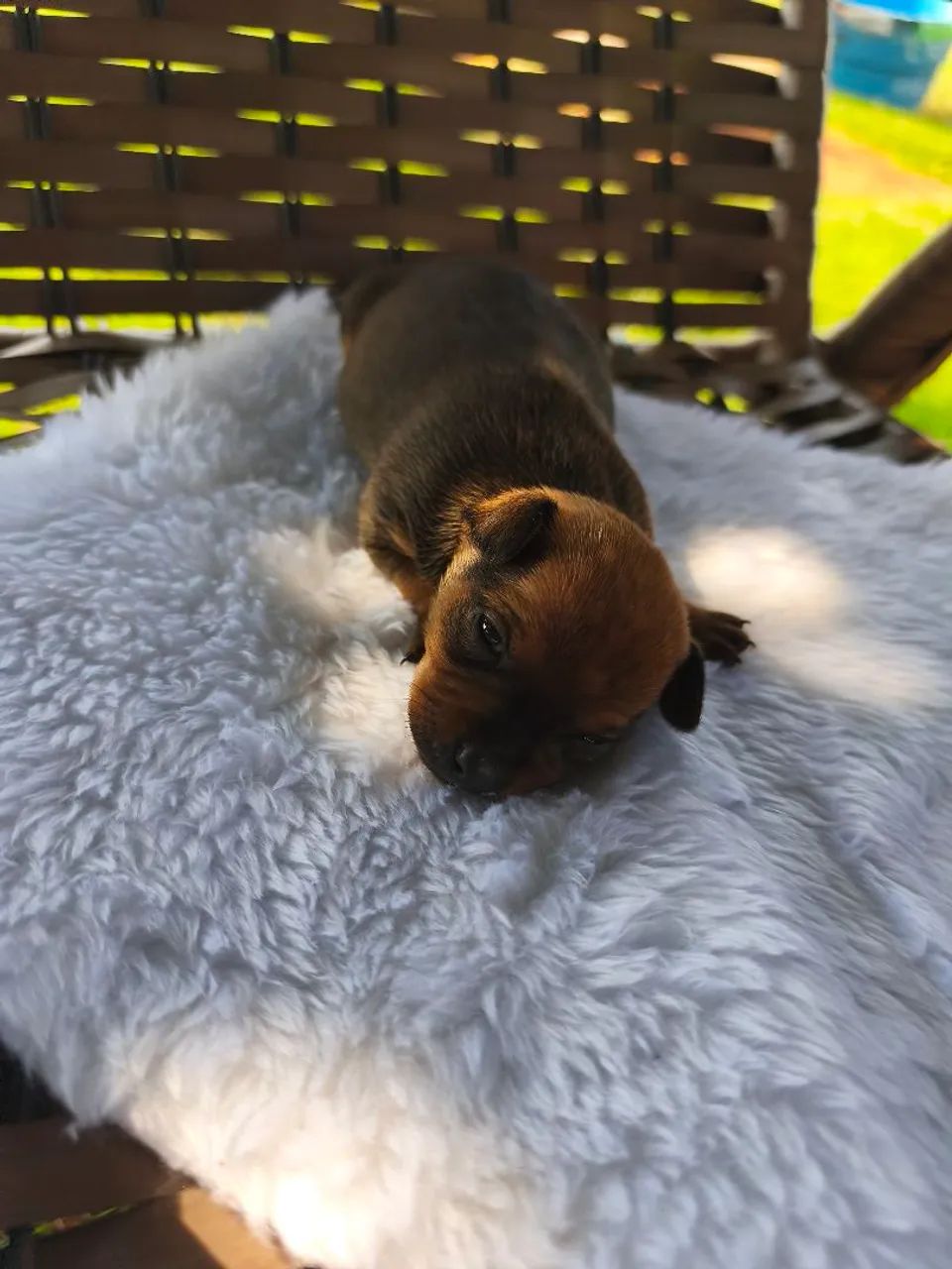 Filhote de Pinscher 