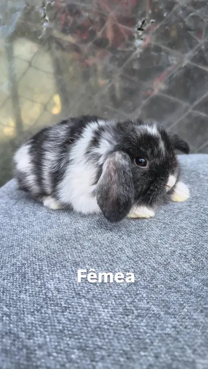 Coelhos mini lop  - Foto 2