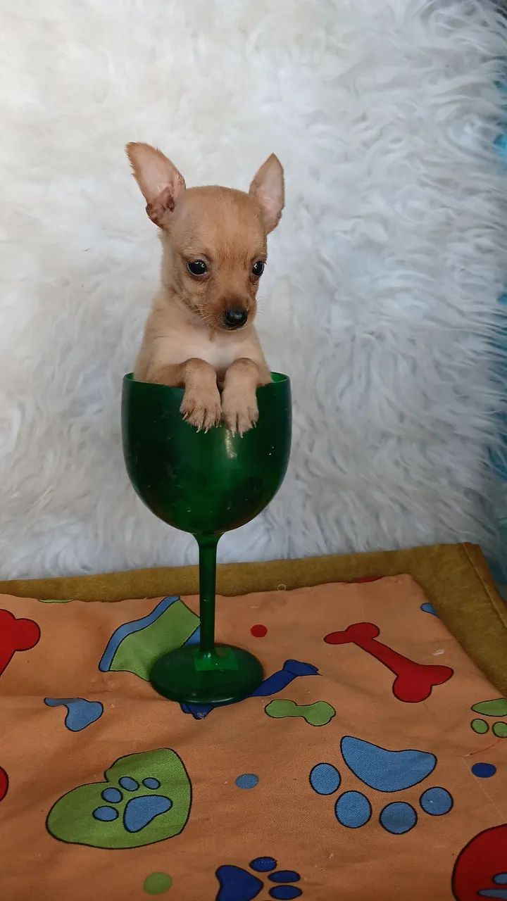 Pinscher bem .miudos