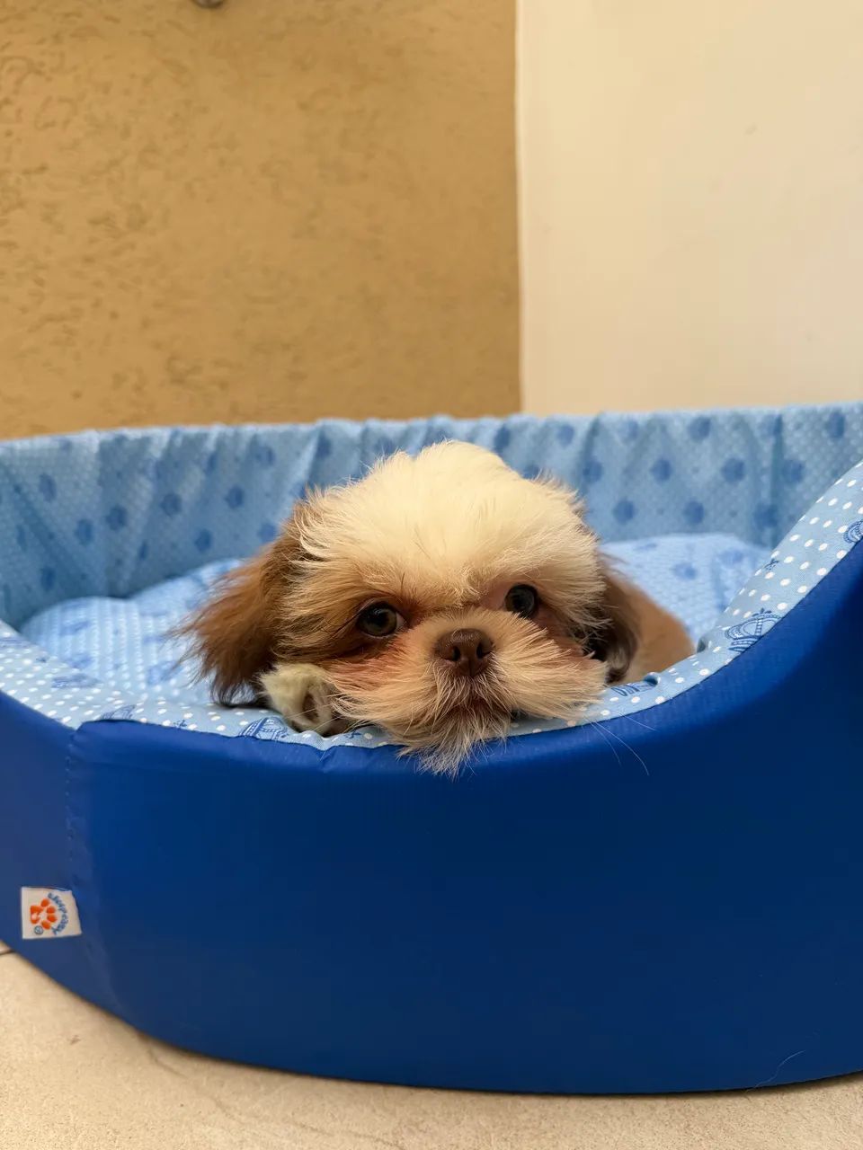 Shihtzu  - Foto 2