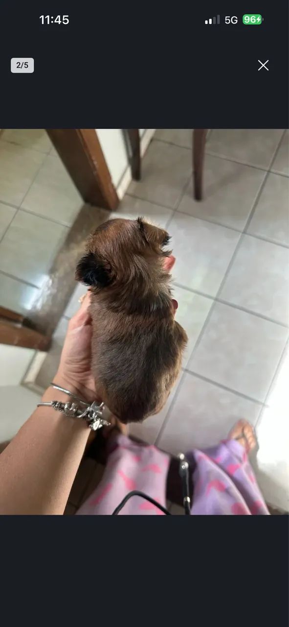 Cachorro 