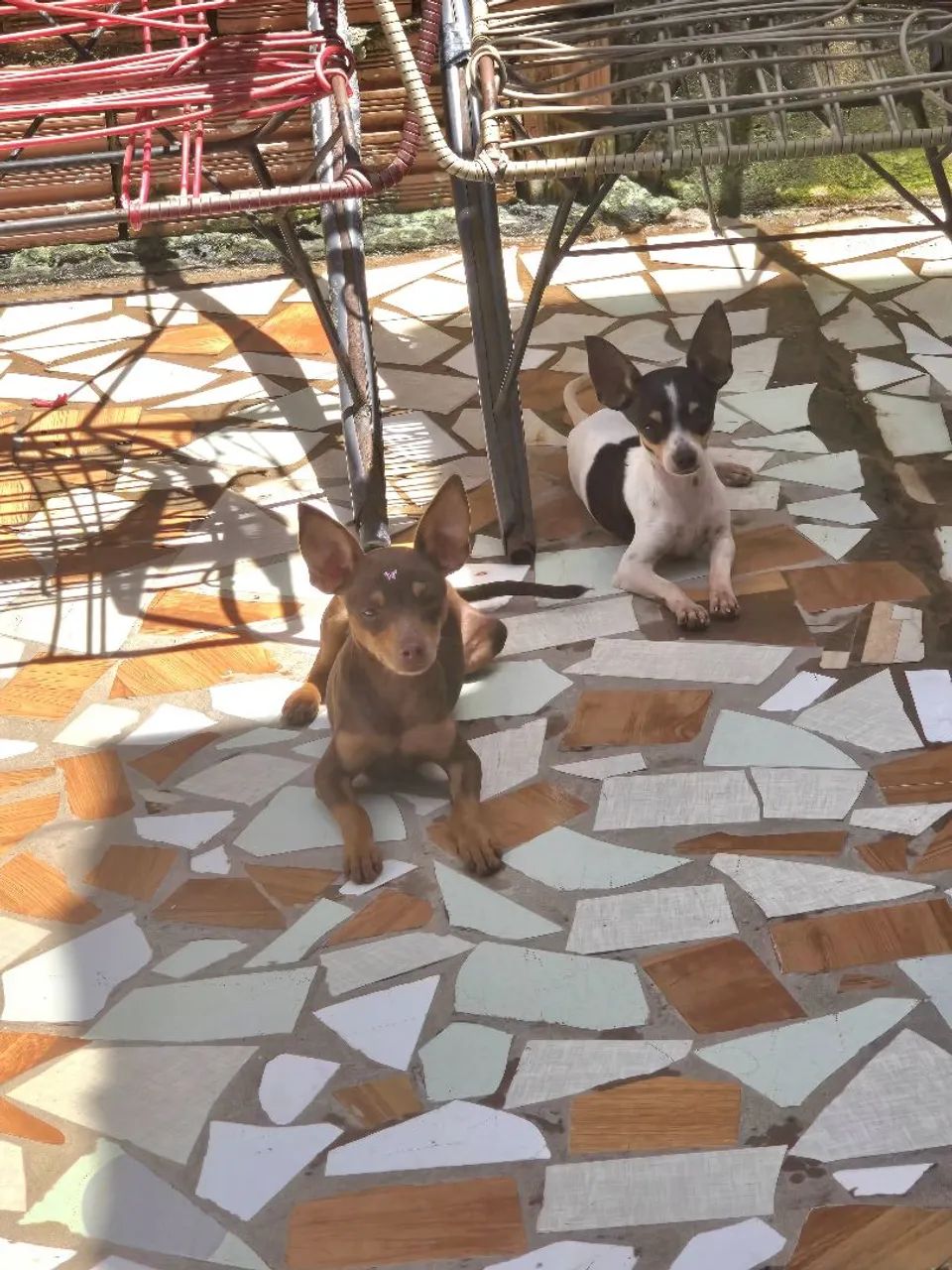 Pinscher macho número 1 - Foto 2