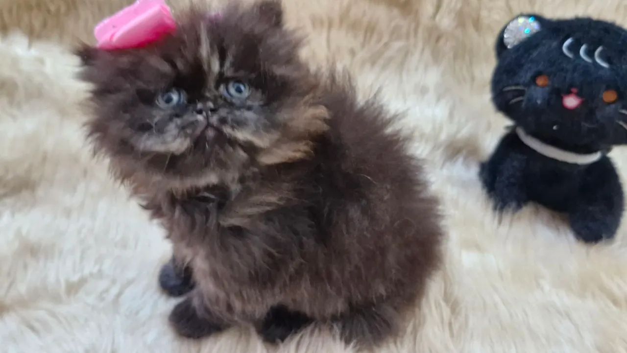 Gato persa - Foto 5