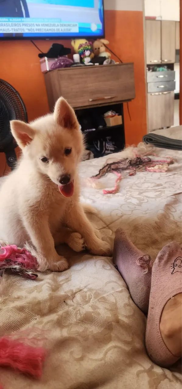 Husky fêmea 