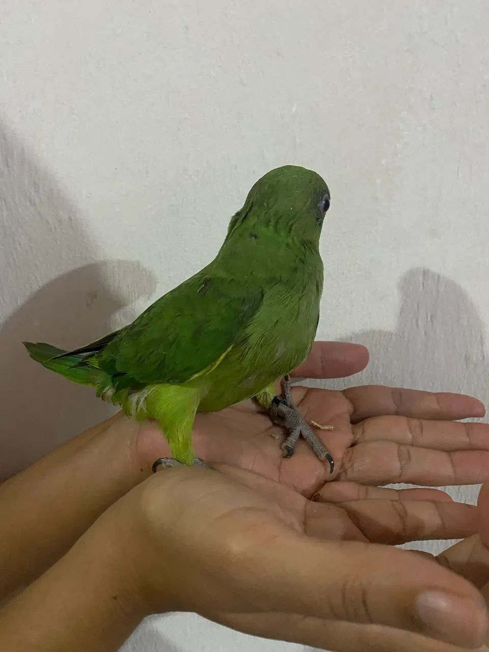 Gaiola de ring - Foto 4