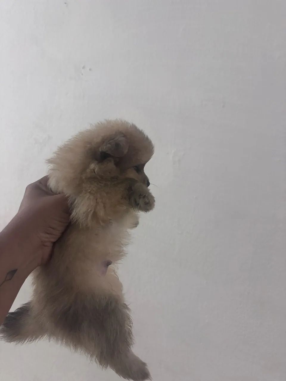 Spitz macho - Foto 2