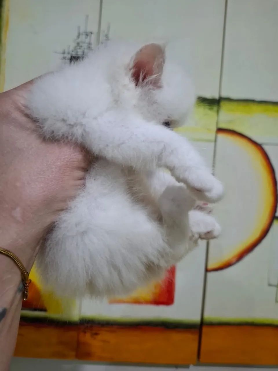 Filhote de gato persa fêmea - Foto 2