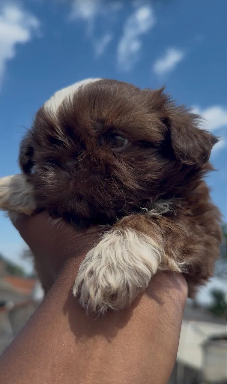 Shihtzu macho chocolate - Foto 3