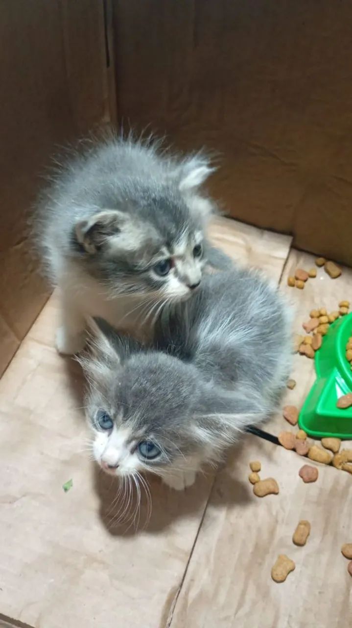 2 gatinhas lindas e carentes de amor - Foto 2