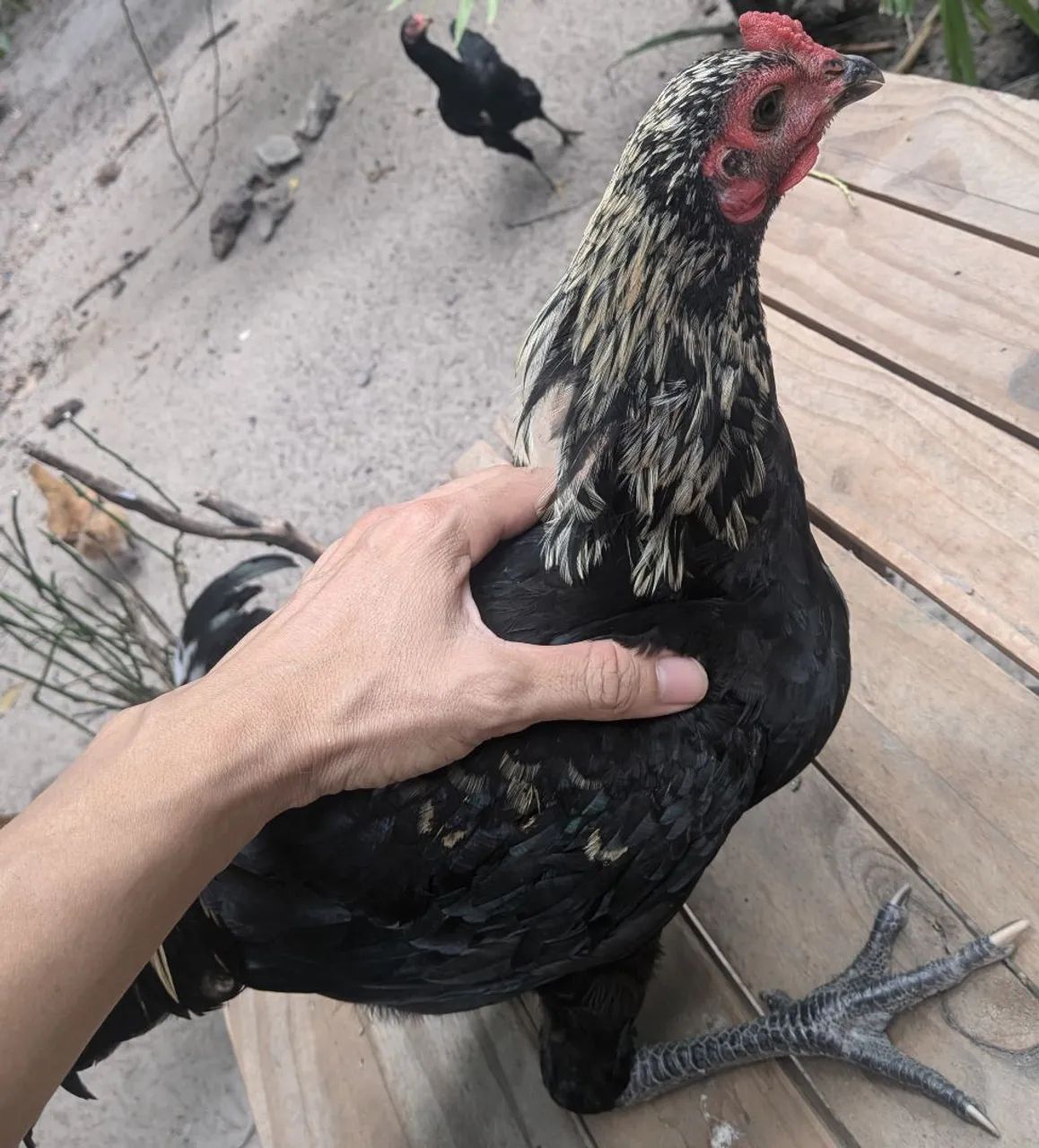 Frango ou Franga