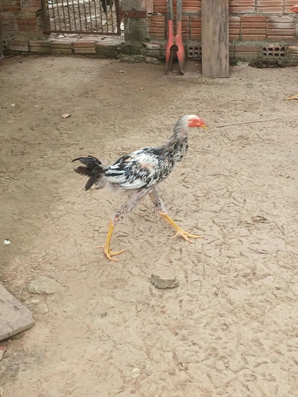 Vendo dois frangos  - Foto 2