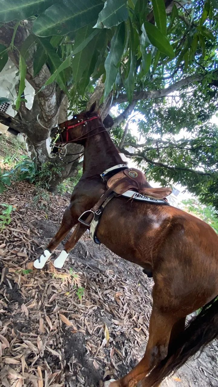 Cavalo quarto de milha  - Foto 5