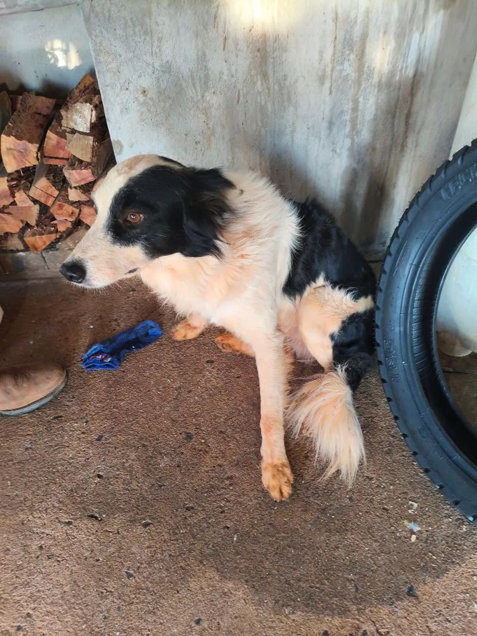 Bader collie  - Foto 2