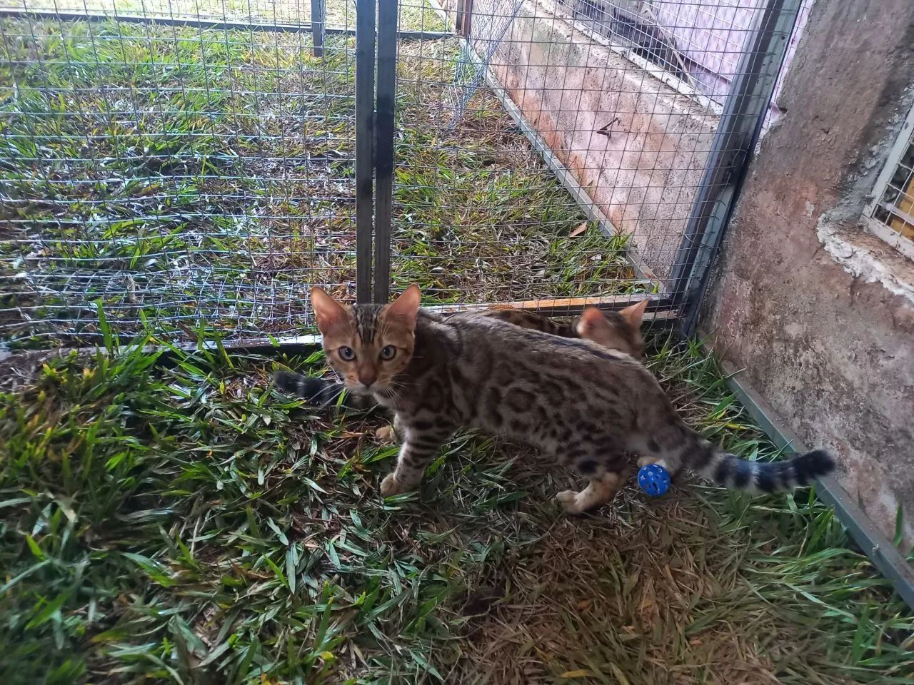 BENGAL c pedigree Tropicats  - Foto 3