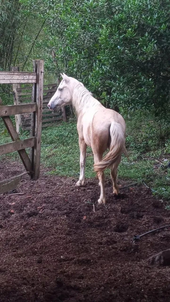 Cavalo mangalarga marchador marcha picada  - Foto 2