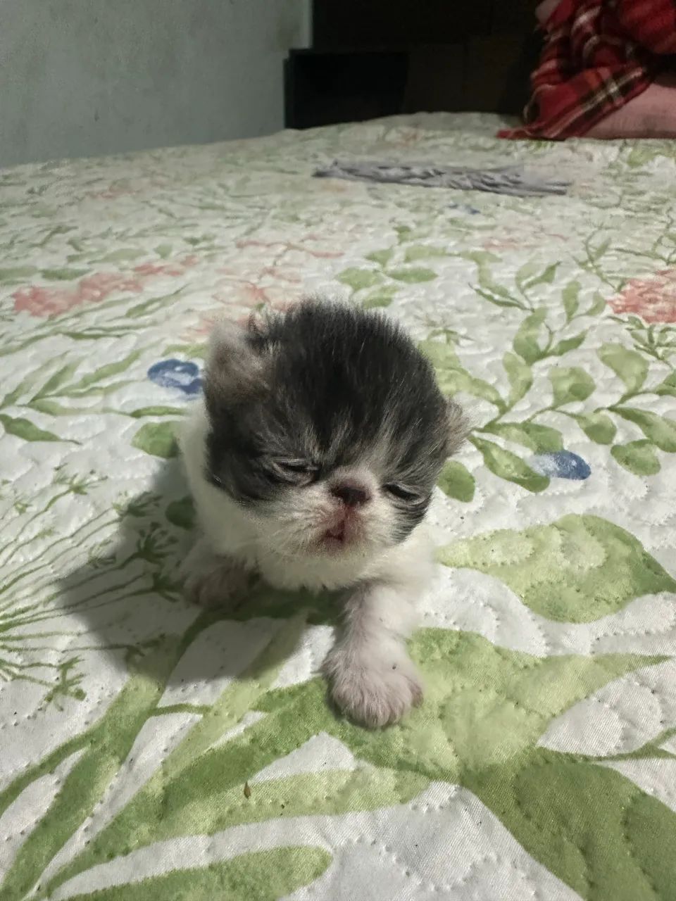 Gato persa  - Foto 4