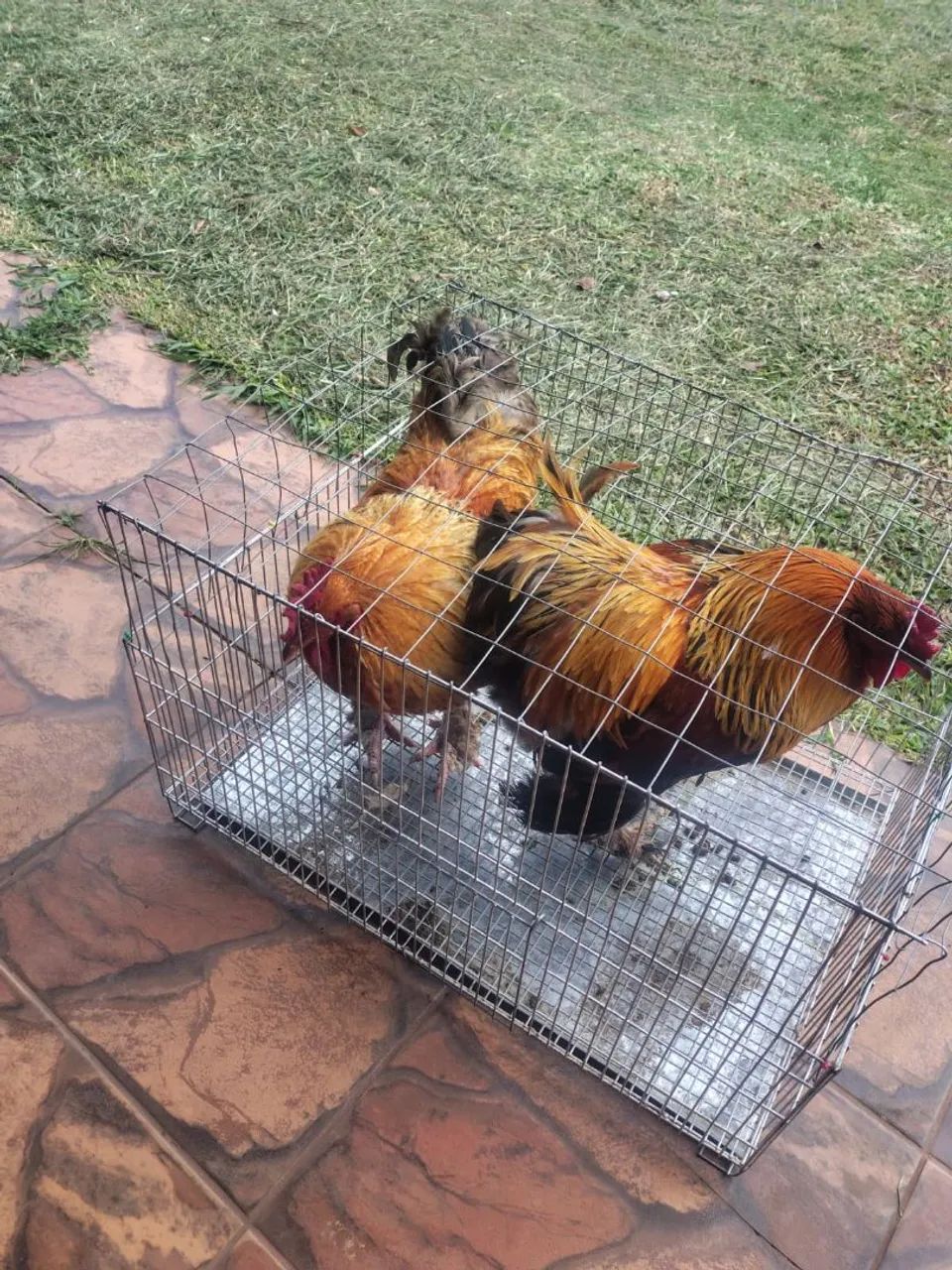 Galo Brahma  - Foto 3