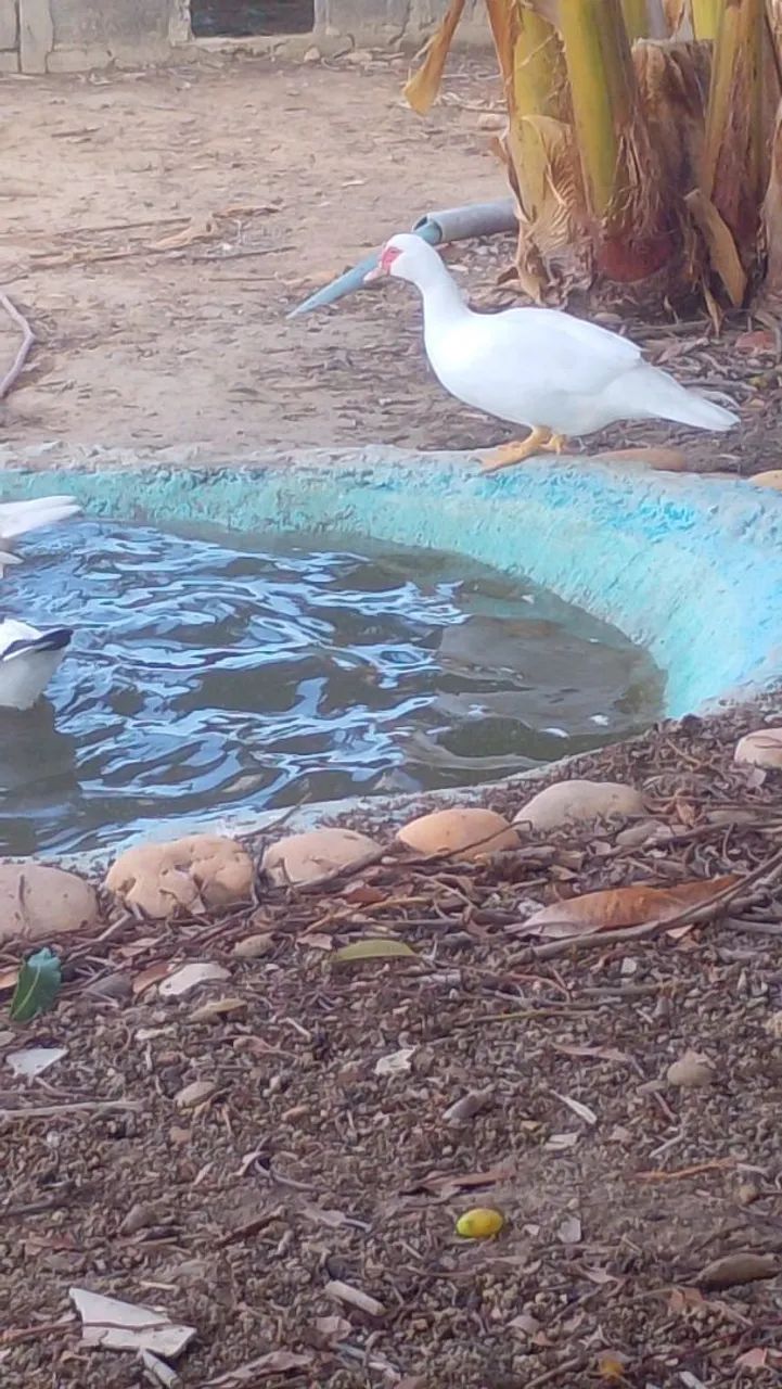 Patos - Foto 2