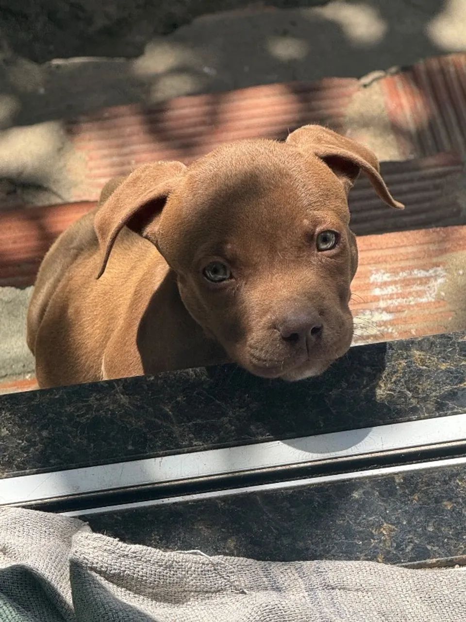 Cachorro  - Foto 2